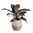 Elho 46cm June Split Low Balanced Beige Premium Plant Pot Alternative Image