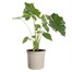 Elho 47cm June Tulip Balanced Beige Premium Plant Pot Alternative Image
