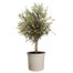 Elho 58cm June Tulip Balanced Beige Premium Plant Pot Alternative Image