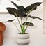 Elho 60cm Amber Roll Low Balanced Beige Premium Plant Pot Alternative Image