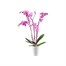 Elho Brussels Diamond Orchid High Plant Pot - 12.5cm - White (8141561315001)Alternative Image1