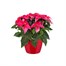 Elho Brussels Diamond Round Plant Pot - 14cm - Lovely Red (8141361419400)Alternative Image1