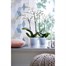 Elho Brussels Orchid High Plant Pot - 12.5cm - Transparent (5641421310001)Alternative Image1