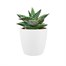 Elho Brussels Round Mini Plant Pot - 7cm - White (5640620715000)Alternative Image1