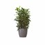 Elho Brussels Round Wheels Plant Pot - 35cm - Anthracite (5643123542500)Alternative Image1