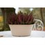Elho Green Basics Bowl Pot - 27cm - Leaf Green (3151162736000)Alternative Image1