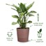 Elho Greensense Aqua Care Round Pot 30cm Charcoal Grey (3102903044000) Alternative Image