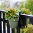 Elho Vibia Campana Flower Pot Twin 21cm Pistachio Green (3652602135900)Alternative Image3