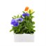 Pansy F1 Mixed 6 Pack Boxed Bedding Alternative Image