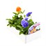 Pansy F1 Mixed 6 Pack Boxed Bedding Alternative Image