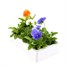 Pansy F1 Mixed 6 Pack Boxed Bedding Alternative Image