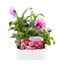 Pansy F1 Pink 6 Pack Boxed Bedding Alternative Image