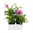 Pansy F1 Pink 6 Pack Boxed Bedding Alternative Image