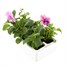 Pansy F1 Pink 6 Pack Boxed Bedding Alternative Image