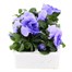 Pansy F1 Purple/Blue 6 Pack Boxed Bedding Alternative Image