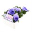 Pansy F1 Purple/Blue 6 Pack Boxed Bedding Alternative Image