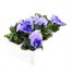 Pansy F1 Purple/Blue 6 Pack Boxed Bedding Alternative Image