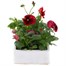 Pansy F1 Red 6 Pack Boxed Bedding Alternative Image