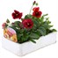 Pansy F1 Red 6 Pack Boxed Bedding Alternative Image
