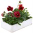 Pansy F1 Red 6 Pack Boxed Bedding Alternative Image