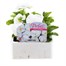 Pansy F1 White 6 Pack Boxed Bedding Alternative Image