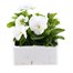 Pansy F1 White 6 Pack Boxed Bedding Alternative Image