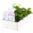 Pansy F1 White 6 Pack Boxed Bedding Alternative Image