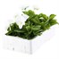 Pansy F1 White 6 Pack Boxed Bedding Alternative Image