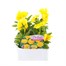 Pansy F1 Yellow 6 Pack Boxed Bedding Alternative Image