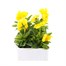 Pansy F1 Yellow 6 Pack Boxed Bedding Alternative Image