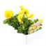 Pansy F1 Yellow 6 Pack Boxed Bedding Alternative Image