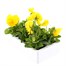Pansy F1 Yellow 6 Pack Boxed Bedding Alternative Image