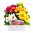 Primrose Mixed 6 Pack Boxed Bedding Alternative Image