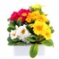 Primrose Mixed 6 Pack Boxed Bedding Alternative Image