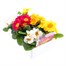 Primrose Mixed 6 Pack Boxed Bedding Alternative Image