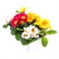Primrose Mixed 6 Pack Boxed Bedding Alternative Image