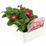 Primrose Pink 6 Pack Boxed Bedding Alternative Image
