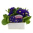 Primrose Purple/Blue 6 Pack Boxed Bedding Alternative Image