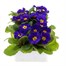 Primrose Purple/Blue 6 Pack Boxed Bedding Alternative Image