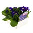 Primrose Purple/Blue 6 Pack Boxed Bedding Alternative Image
