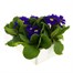 Primrose Purple/Blue 6 Pack Boxed Bedding Alternative Image