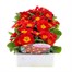 Primrose Red 6 Pack Boxed Bedding Alternative Image