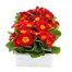 Primrose Red 6 Pack Boxed Bedding Alternative Image
