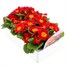 Primrose Red 6 Pack Boxed Bedding Alternative Image