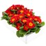 Primrose Red 6 Pack Boxed Bedding Alternative Image