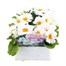 Primrose White 6 Pack Boxed Bedding Alternative Image