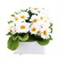 Primrose White 6 Pack Boxed Bedding Alternative Image