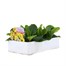 Primrose Yellow 6 Pack Boxed Bedding Alternative Image