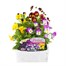 Viola F1 Mixed 6 Pack Boxed Bedding Alternative Image