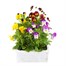 Viola F1 Mixed 6 Pack Boxed Bedding Alternative Image
